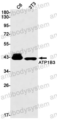 Anti-CD298/ATP1B3 Antibody (R1Y97)