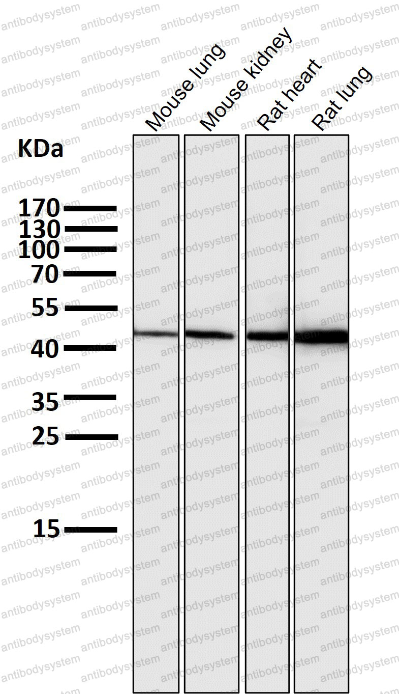 Anti-HMGCS2 Antibody (R1Z03)