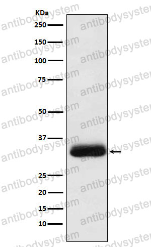 Anti-NAPA Antibody (R1Z04)