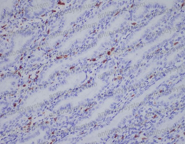 Anti-AIF1/IBA1 Antibody (R1Z07)