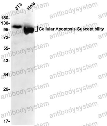 Anti-CSE1L Antibody (R1Z12)