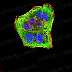 Immunofluorescence for Anti-CASP6 Antibody (R3N38) ?>