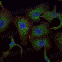 Immunofluorescence for Anti-RAB25 Antibody (R3N70) ?>
