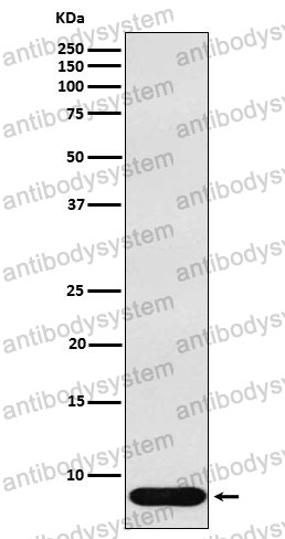 Anti-DEFB1 Antibody (R1Z69)