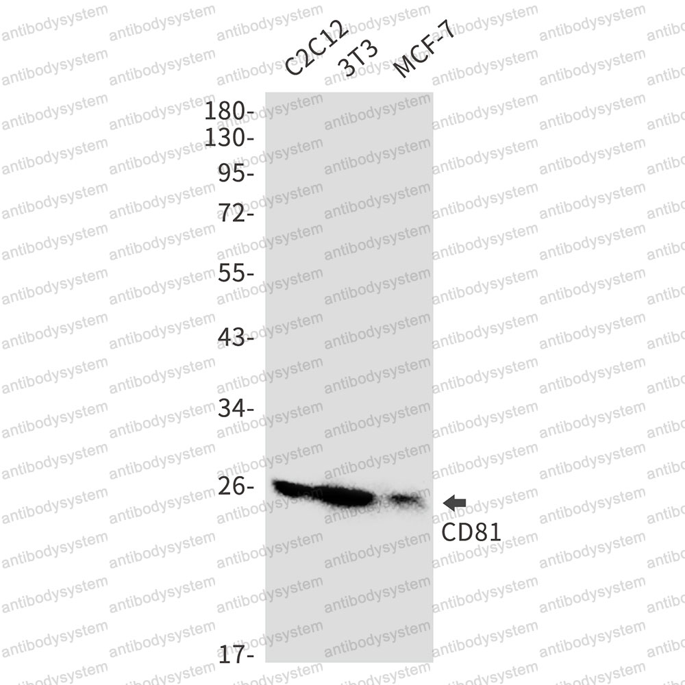 Anti-CD81 Antibody (R1Z70)