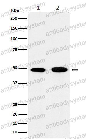 Anti-EIF3E Antibody (R1Z72)