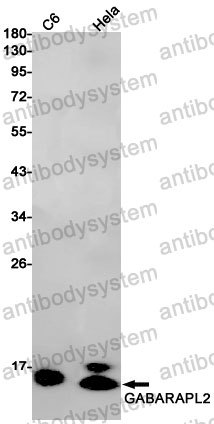 Anti-GABARAPL2 Antibody (R1Z76)