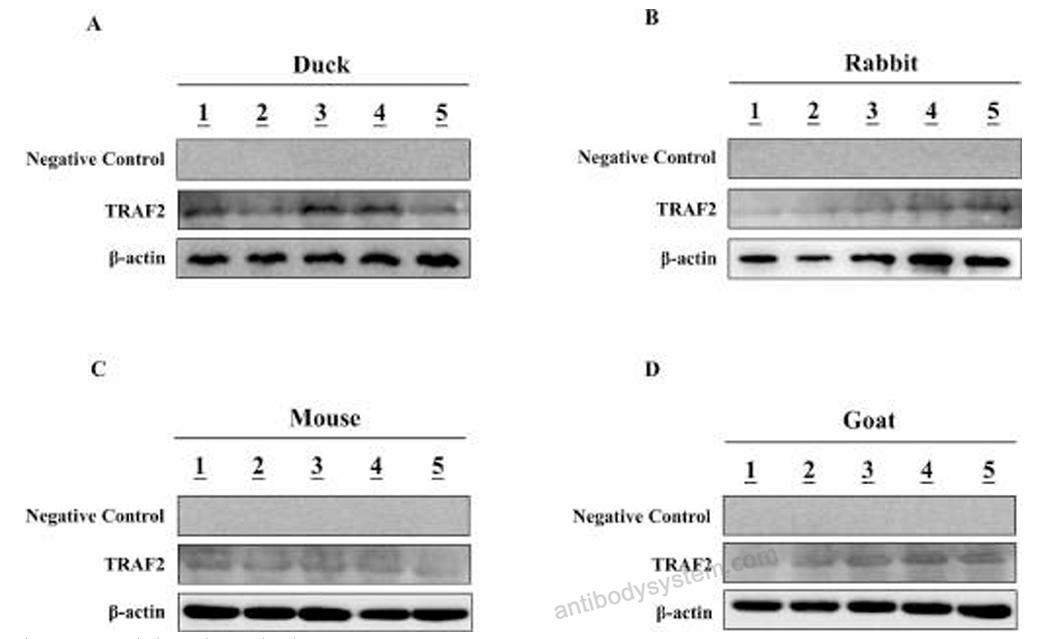 Western Blot for Anti-ACTB/β-actin/Beta Actin Antibody (SAA0339) ?>