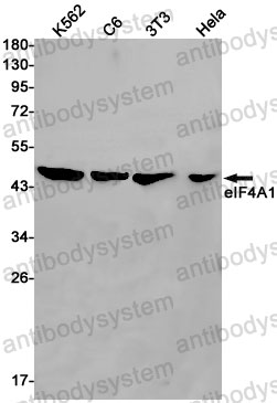 Anti-EIF4A1 Antibody (R1Z80)