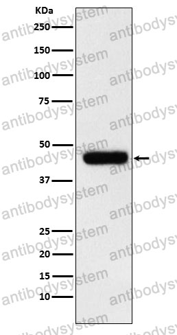 Anti-EIF4A1 Antibody (R1Z79)