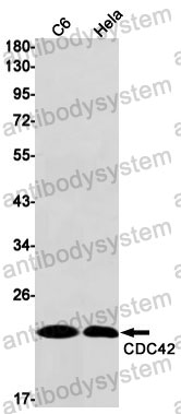 Anti-CDC42 Antibody (R1Z88)
