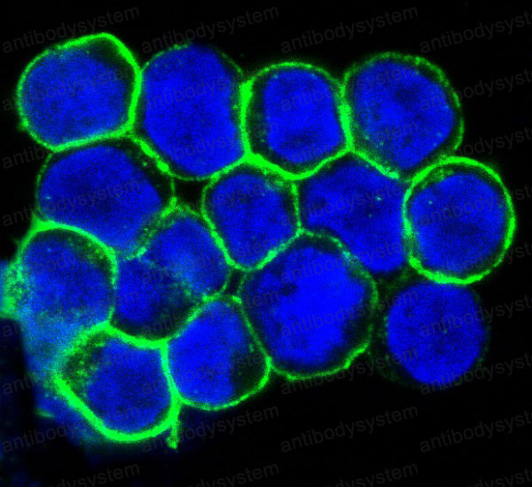 Anti-CD184/CXCR4 Antibody (R1B46)