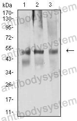Western blot for Anti-ACTR3 Antibody (R3N88) ?>