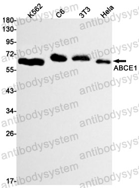 Anti-ABCE1 Antibody (R2A02)
