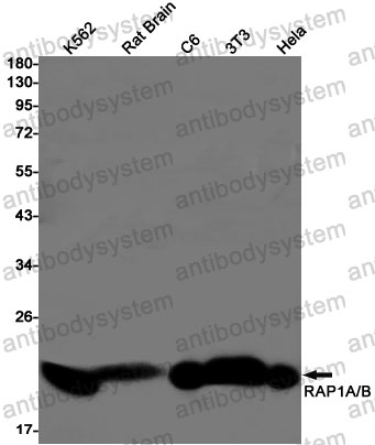 Anti-RAP1B Antibody (R2A04)