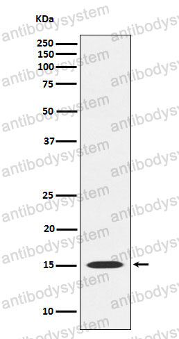 Anti-MAGOH Antibody (R2A06)