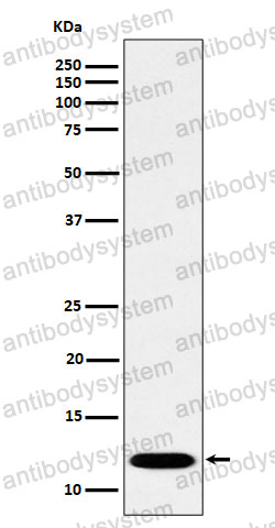 Anti-PCBD1 Antibody (R2A09)