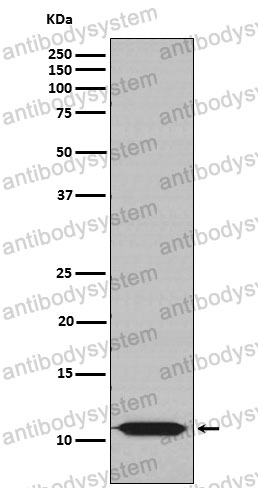 Anti-HSPE1/HSP10 Antibody (R2A10)