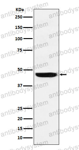 Anti-SEC61A1 Antibody (R2A12)