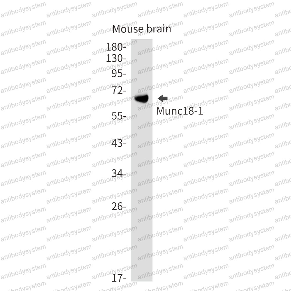 Anti-STXBP1 Antibody (R2A15)
