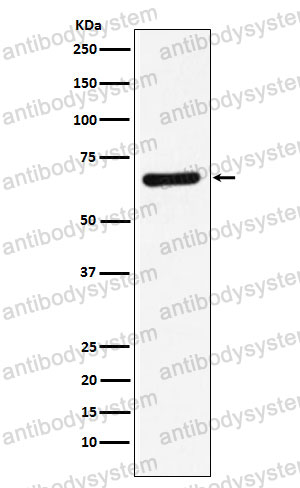Anti-STXBP1 Antibody (R2A14)