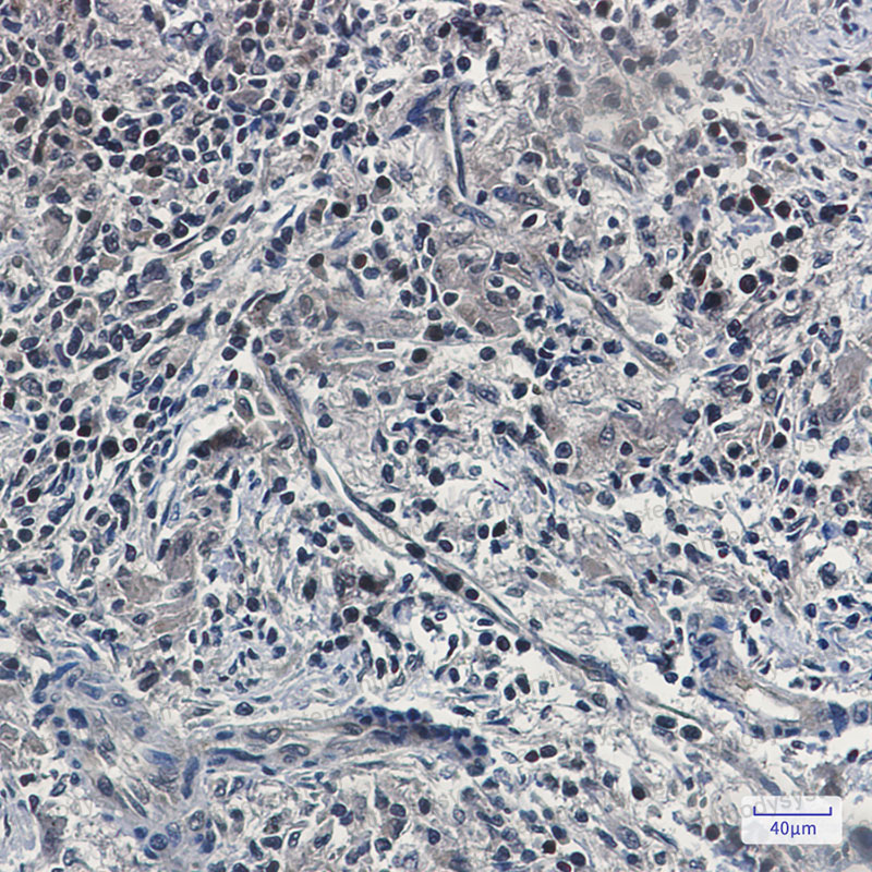 Anti-UFM1 Antibody (R2A22)