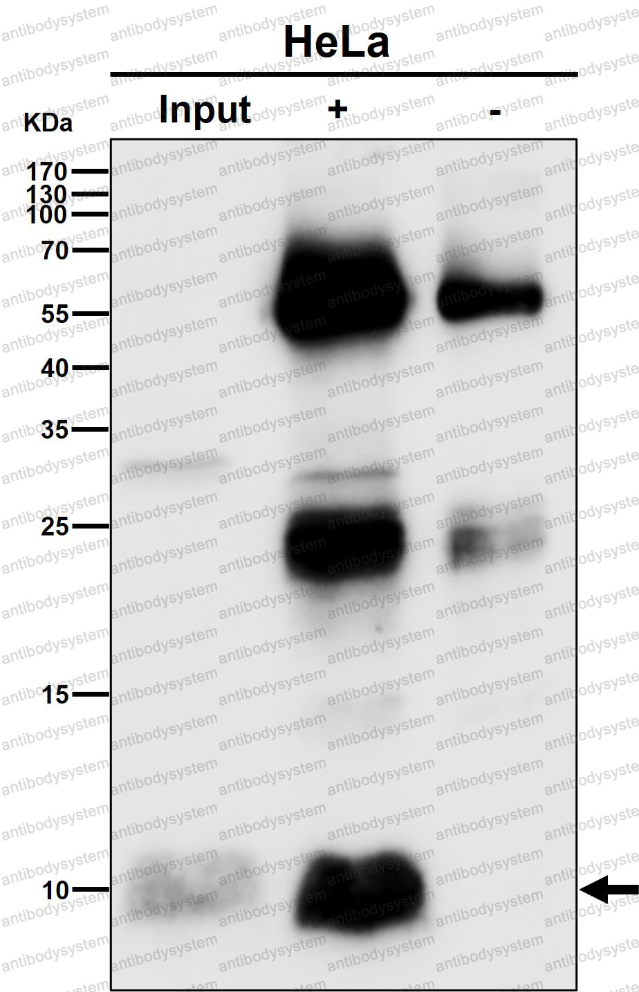 Anti-UFM1 Antibody (R2A21)