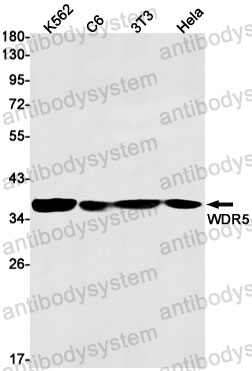 Anti-WDR5 Antibody (R2A24)