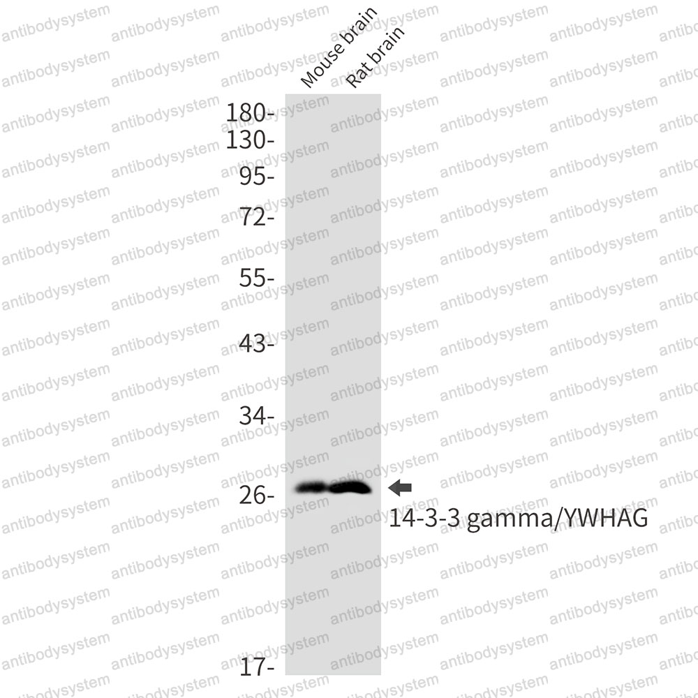 Anti-YWHAG Antibody (R2A29)