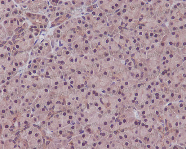 Anti-PPP1CA/B Antibody (R1A55)