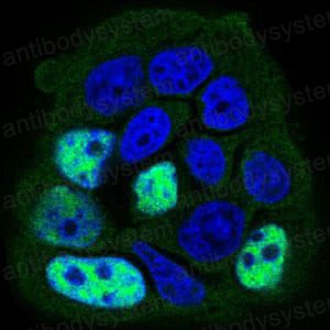 Immunofluorescence for Anti-PPP1CB Antibody (R3P05) ?>
