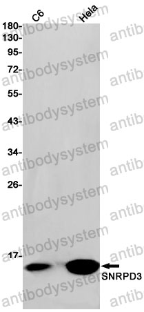 Anti-SNRPD3 Antibody (R2A38)