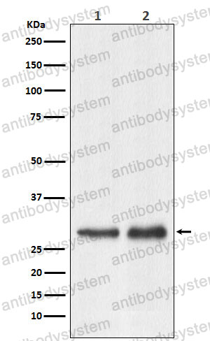 Anti-RPL7A Antibody (R2A41)