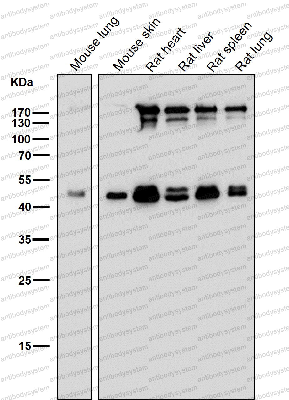 Anti-ESRRG Antibody (R2A42)