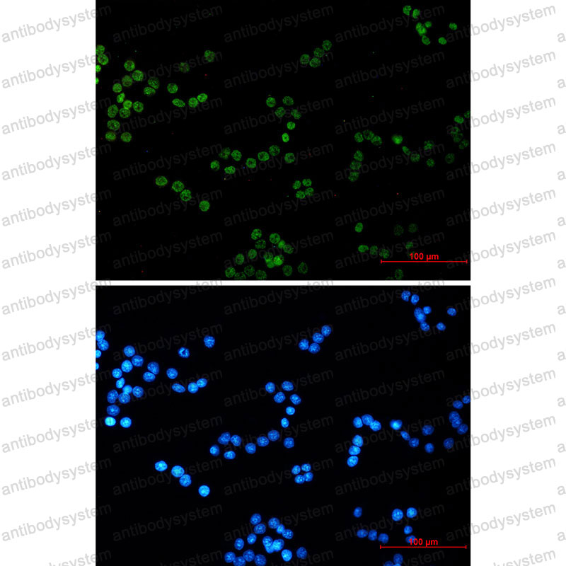 Anti-Histone H4 Antibody (R2A46)