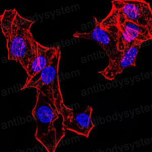 Immunofluorescence for Anti-HIST2H4A (20Me) Antibody (R3P17) ?>