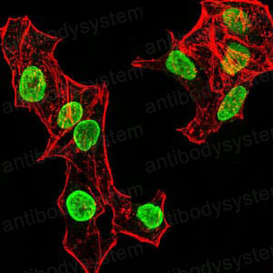 Immunofluorescence for Anti-HIST2H4A (20Me) Antibody (R3P17) ?>