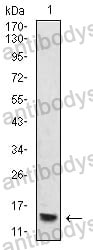 Western blot for Anti-HIST2H4A (20Me) Antibody (R3P17) ?>
