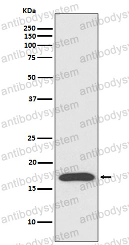 Anti-PPIA Antibody (R2A54)