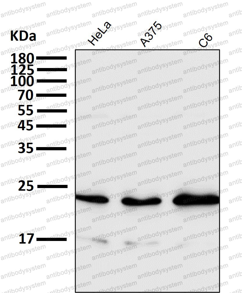Anti-Rac1/2/3 Antibody (R2A60)