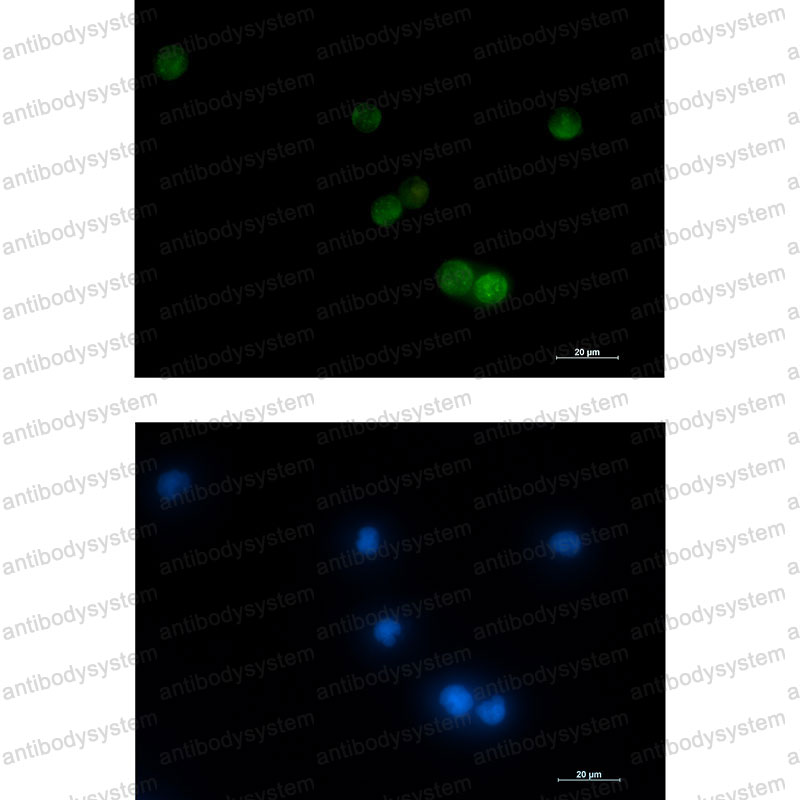 Anti-VAMP2 Antibody (R2A61)