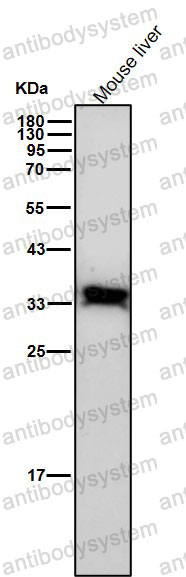 Anti-Phospho-PPP2CA (Y307) Antibody (R1A29)