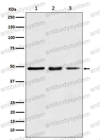 Anti-EEF1A1 Antibody (R2A81)