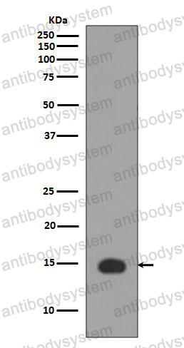 Anti-Histone H3 (acetyl K4) Antibody (R1C25)