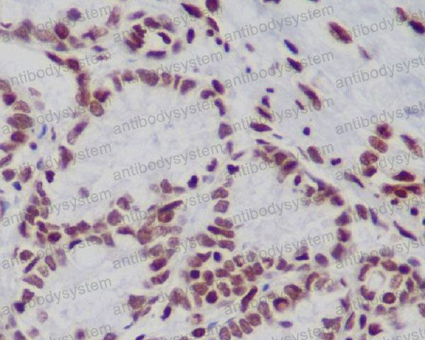 Anti-Histone H3 (mono/di /trimethyl K79) Antibody (R1C10)