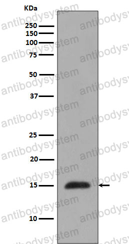 Anti-Histone H3 (monomethyl R2) Antibody (R1C09)