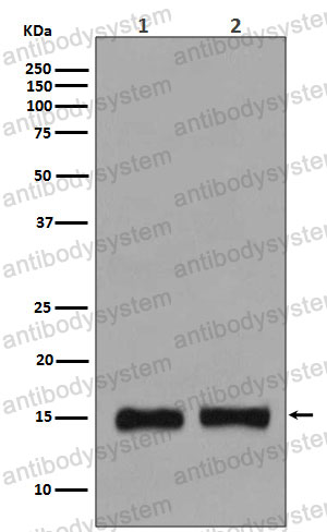 Anti-Histone H3 (monomethyl K36) Antibody (R1C04)