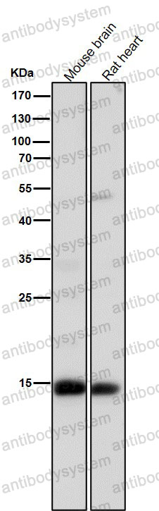 Anti-Histone H3 (acetyl K14) Antibody (R1B10)