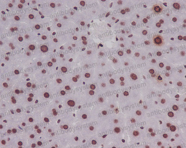 Anti-Phospho-Histone H3 (S10) Antibody (R1A82)