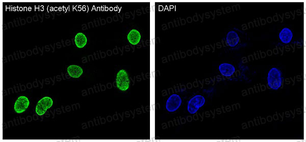Anti-Histone H3 (acetyl K56) Antibody (R1A81)